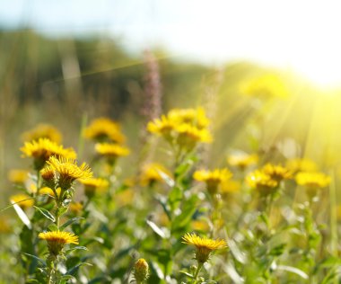 Yellow field flowers clipart