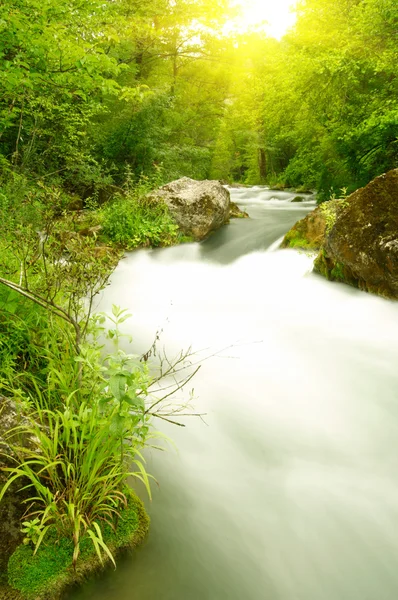 River in the forest — Stock Photo, Image