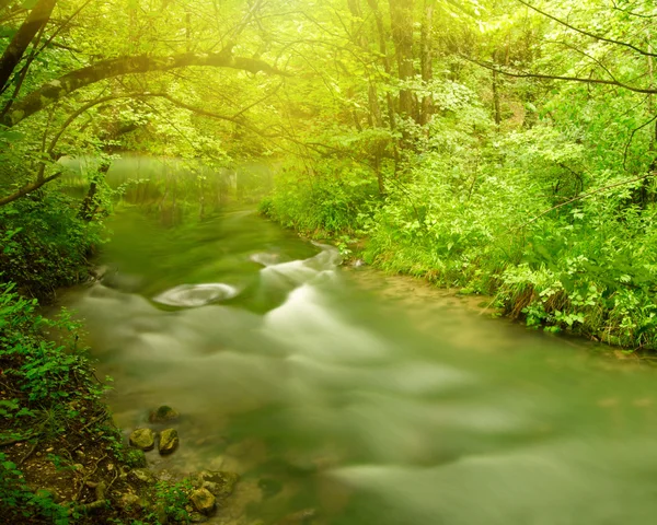 Rivière dans la forêt — Photo