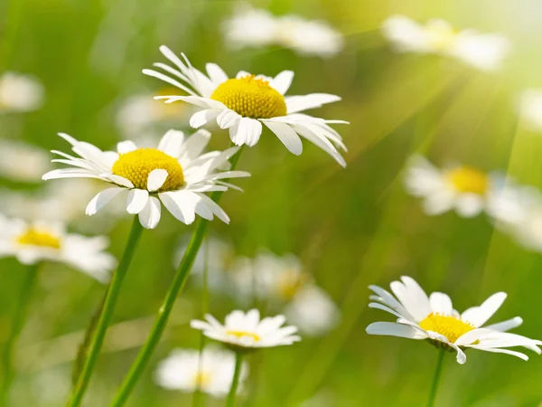 White and yellow daisies — Stock Photo, Image