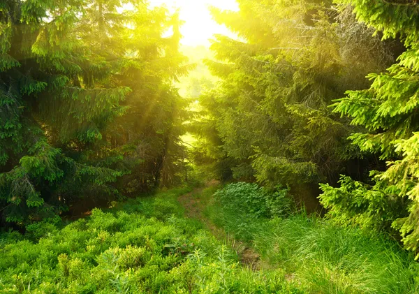 Floresta verde com raios de sol — Fotografia de Stock