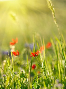 Red field flowers with green crops. Shallow DOF clipart