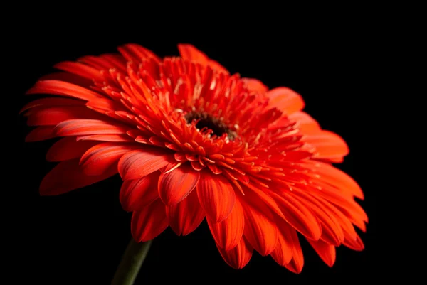 Röd daisy-gerbera på svart bakgrund — Stockfoto