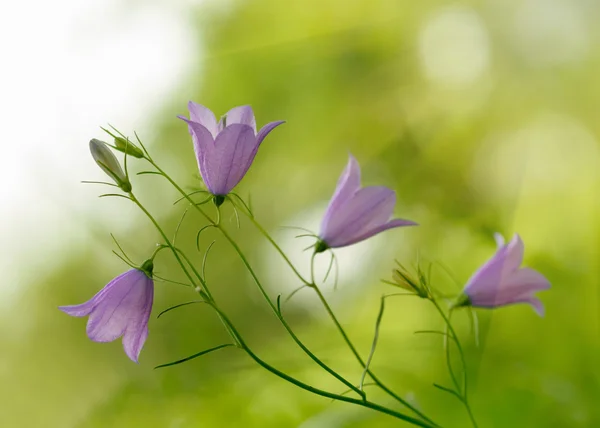 Çan çiçeği bell-fowers — Stok fotoğraf