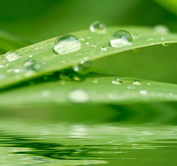 Hierba verde con fondo de gotas de lluvia — Foto de Stock