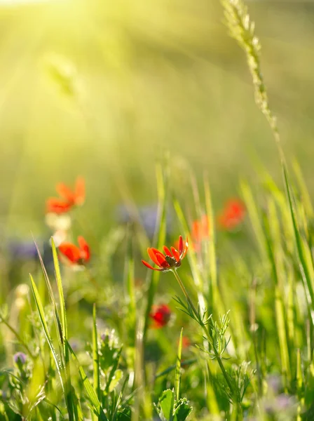Red field flowers with green crops. Shallow DOF — Stock Photo, Image