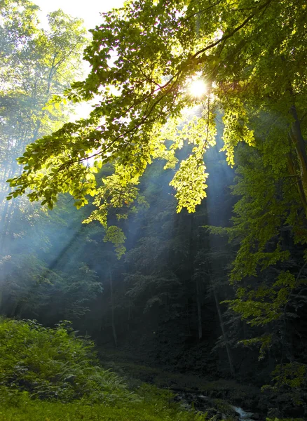 Ηλιοφάνεια το πρωί, σε ένα δάσος — Φωτογραφία Αρχείου