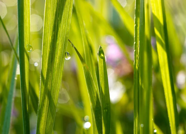 Grönt gräs med vattendroppar — Stockfoto