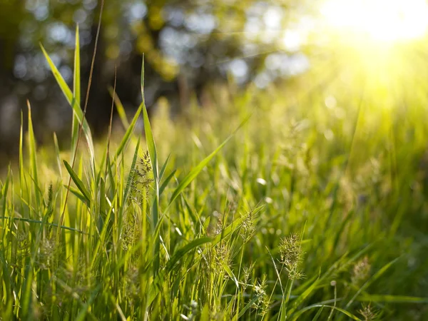 Sonnenuntergang mit grünem Gras — Stockfoto
