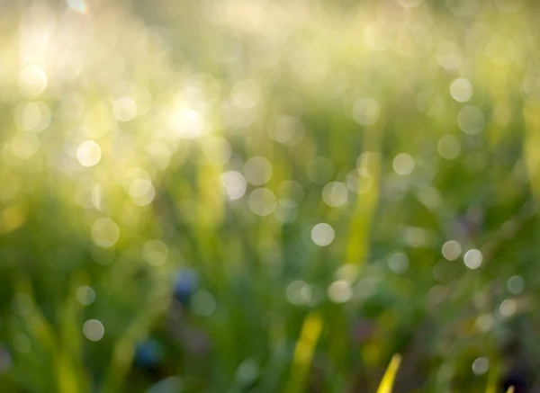 Grünes Gras-Bokeh — Stockfoto