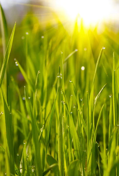 緑の草の夕日 — ストック写真