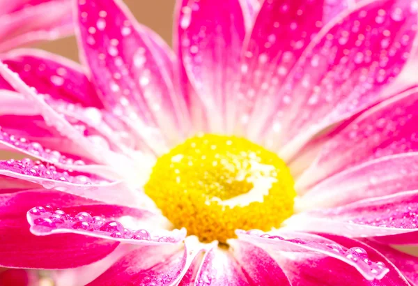 Closeup růžová gerbera sedmikrásky — Stock fotografie