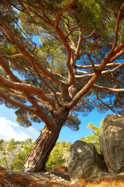 Árbol de pino sobre fondo cielo azul —  Fotos de Stock