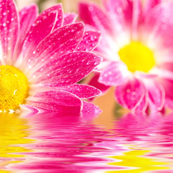 Closeup of two pink daisy-gerbera reflected in the water — Stock Photo, Image
