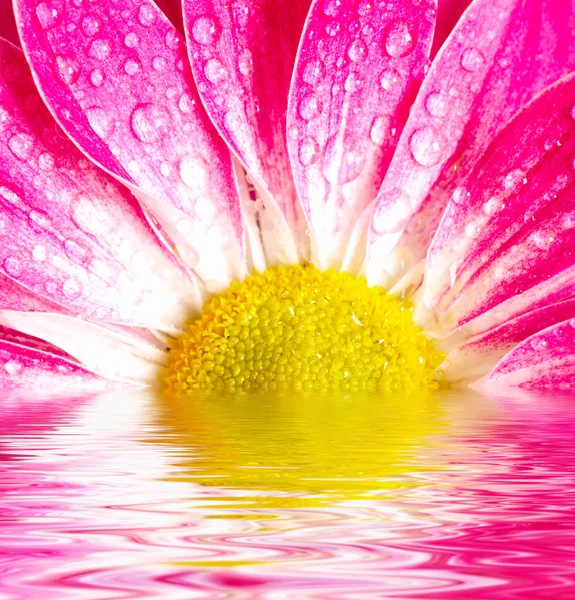 Крупный план розовой маргаритки-герберы с мягким фокусом, отраженным в воде — стоковое фото