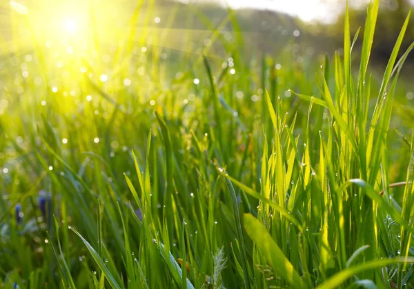 緑の草の夕日 — ストック写真