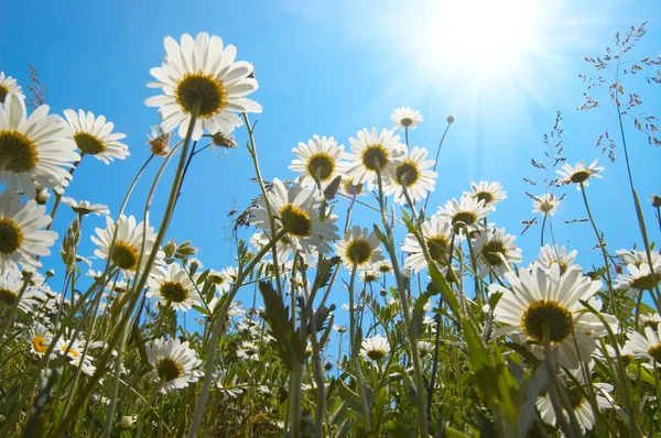 stock image White daisies on blue sky background