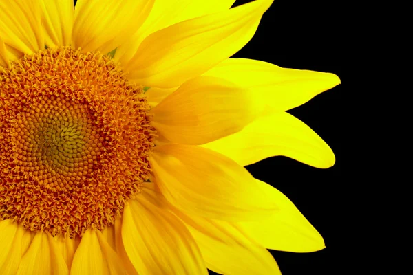 Teil der Sonnenblume auf schwarzem Hintergrund — Stockfoto