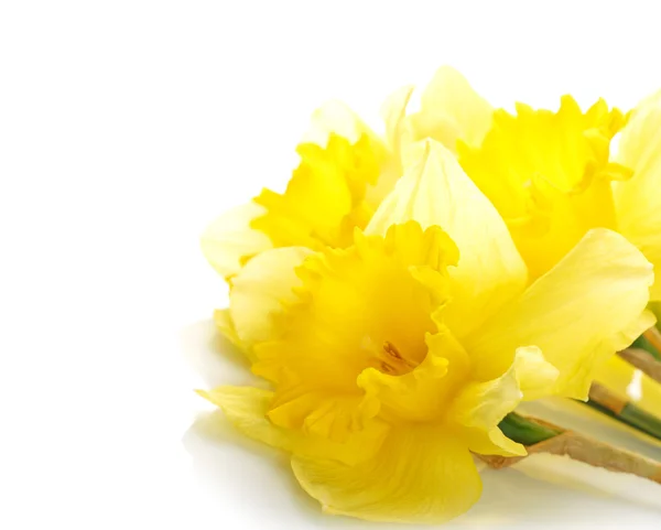 Narciso amarillo aislado sobre fondo blanco —  Fotos de Stock