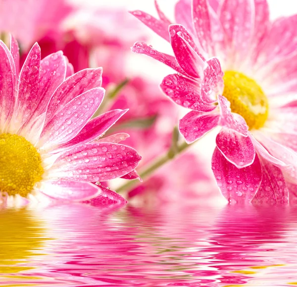 水滴との 2 つのピンク デイジー ガーベラのクローズ アップ — ストック写真