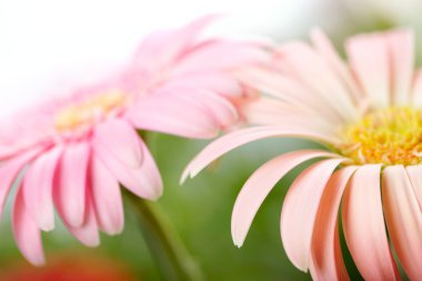 iki papatya pembe gerbera closeup. sığ dof