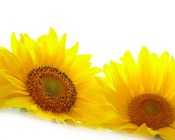 Sonnenblumen auf weißem Hintergrund — Stockfoto