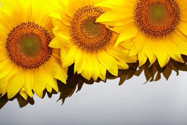 Drei Sonnenblumen mit Copyspase — Stockfoto