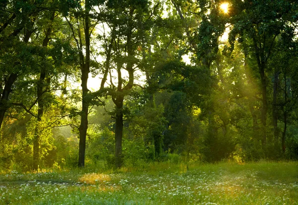 Sommerwald am Morgen — Stockfoto