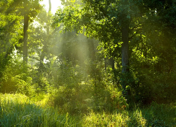 朝夏の森 — ストック写真