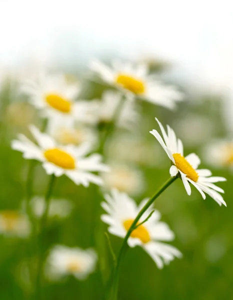 White and yellow daisies. Shallow DOF — Stock Photo, Image