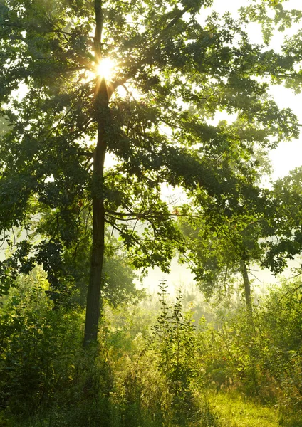 Morning summer forest — Stock Photo, Image
