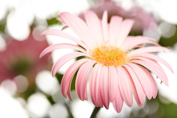 粉色雏菊非洲菊的特写照片。浅景深 — 图库照片