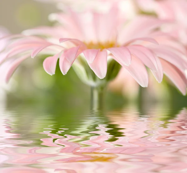 Pink daisy-gerbera with soft focus reflected in the water — Stock Photo, Image