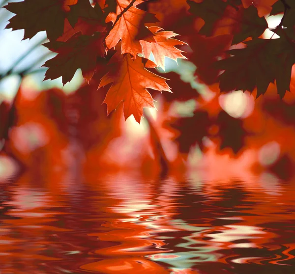 Hojas rojas de otoño reflejándose en el agua — Foto de Stock