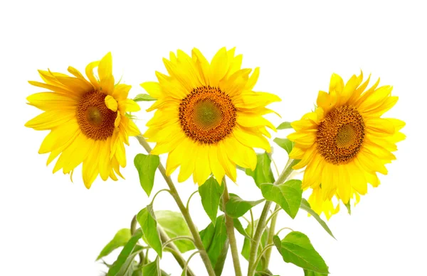 Three sunflowers isolated on white background — Stock Photo, Image