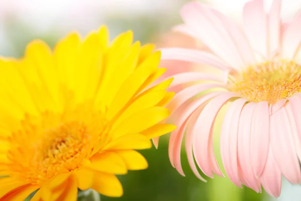 Close-up van twee daisy-gerbera — Stockfoto