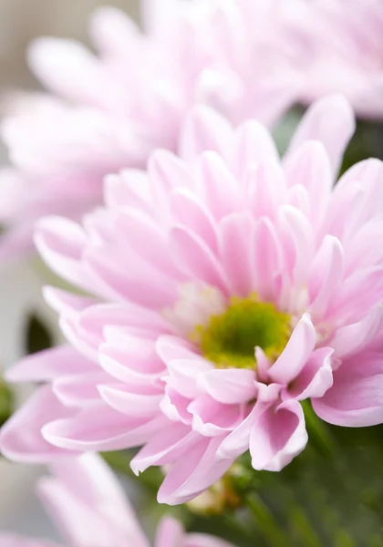Crisantemo rosa — Foto de Stock