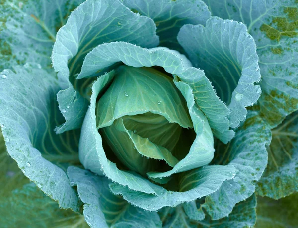 stock image Cabbage