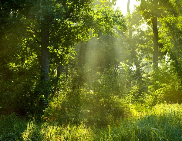 Sabah yaz orman — Stok fotoğraf
