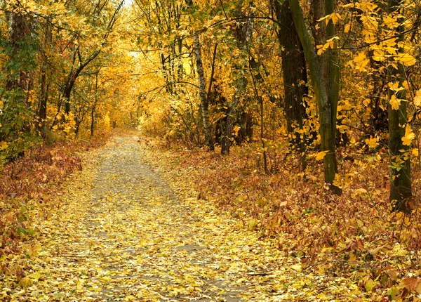 Estrada do parque de outono — Fotografia de Stock