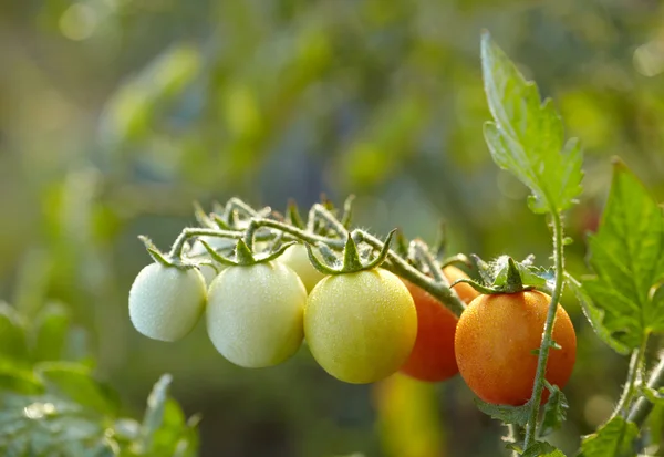 Rajčata na větvi — Stock fotografie