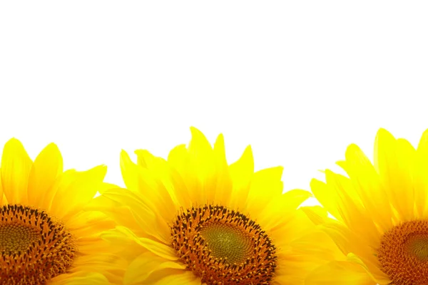 Tři slunečnice s copyspase — Stock fotografie
