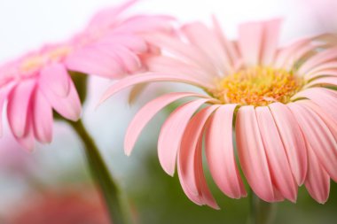 iki papatya pembe gerbera closeup. sığ dof