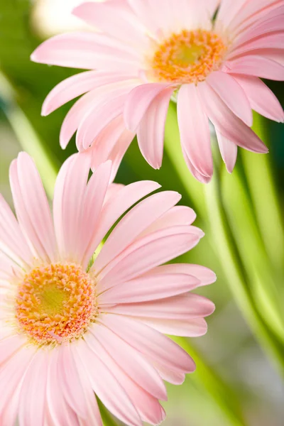 Närbild av två rosa daisy-gerbera — Stockfoto