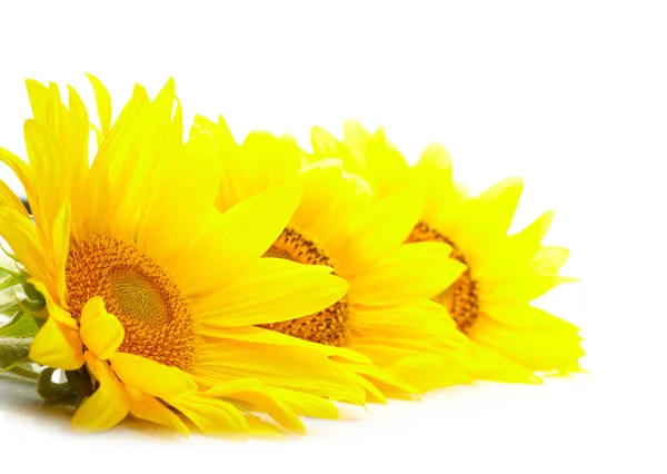 Drie zonnebloemen geïsoleerd op witte achtergrond — Stockfoto