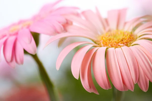 Nahaufnahme von zwei rosa Gänseblümchen-Gerbera. flacher dof — Stockfoto