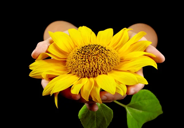 stock image Sunflower in woman's hands on black background