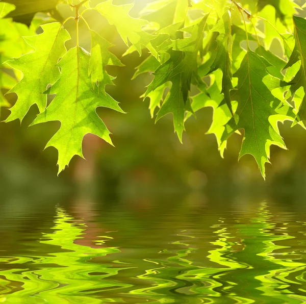 Gröna blad återspeglar i vattnet — Stockfoto