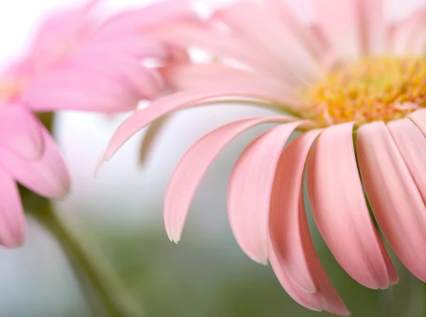 Närbild av två rosa daisy-gerbera. grunt dof — Stockfoto