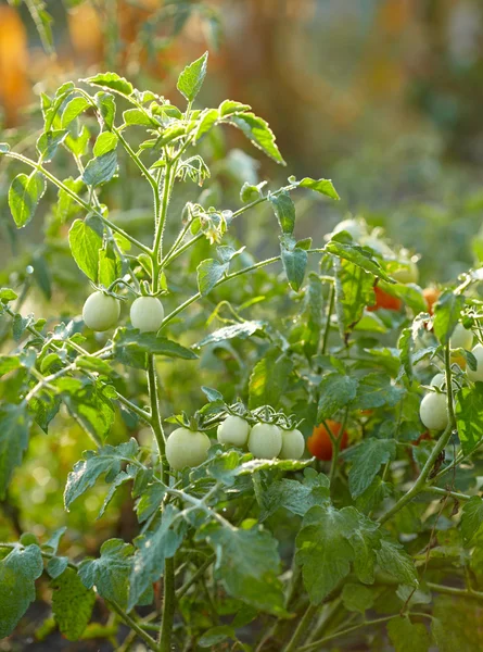 Ein Bündel Tomaten — Stockfoto
